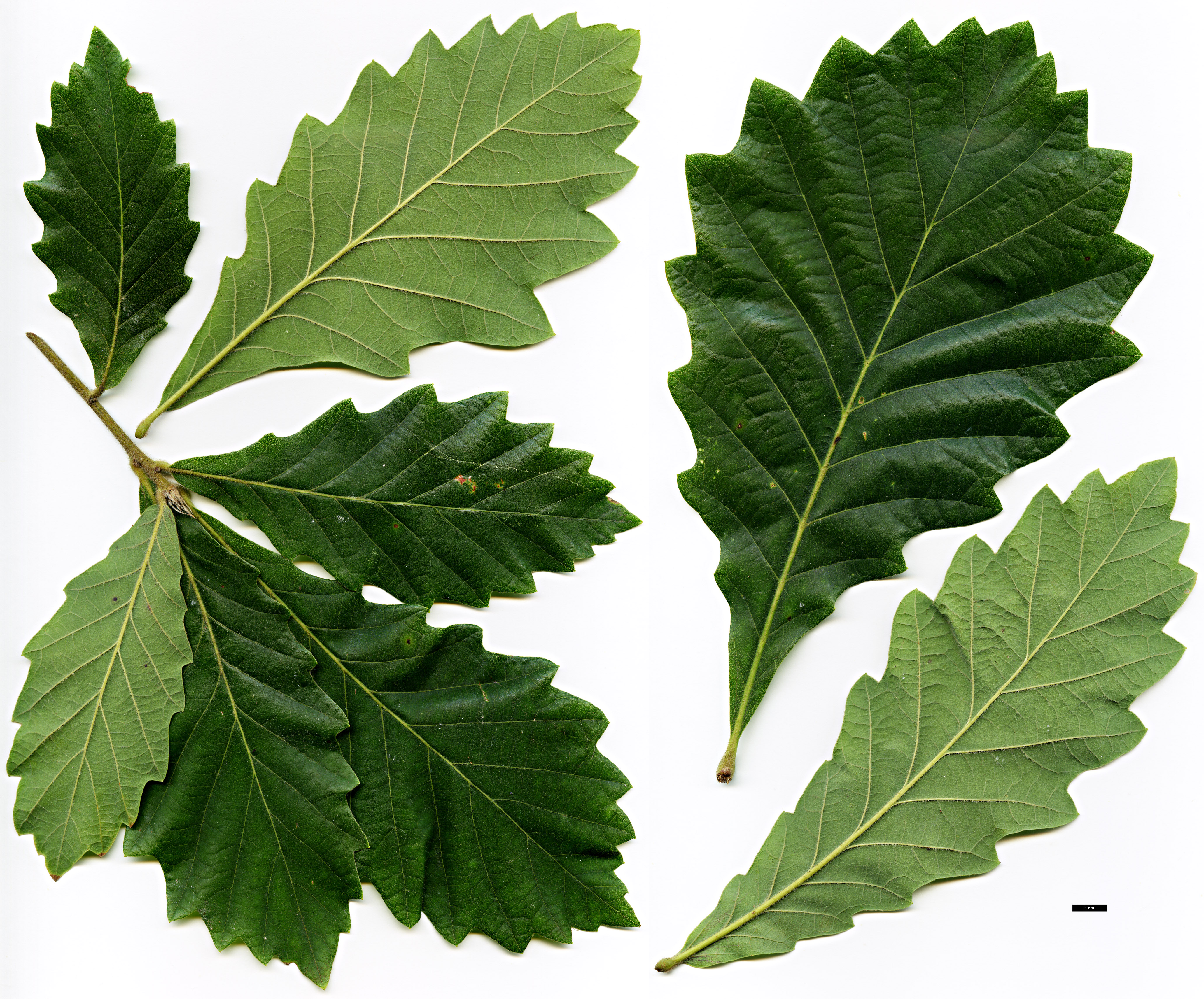 High resolution image: Family: Fagaceae - Genus: Quercus - Taxon: dentata × Q.griffithii